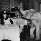 Illustration for article titled Strange Historic Photos Of Intelligent Animals